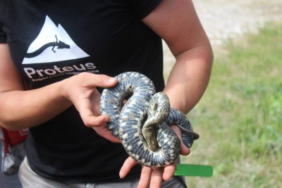 Natrix tesselata - odbrambeni mehanizam, kada je u opasnosti pravi se mrtva i luči neugodan miris